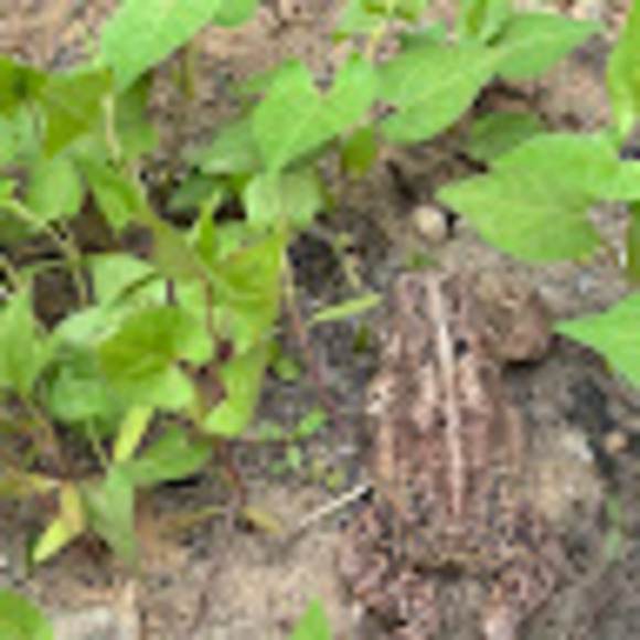 conglomerate11